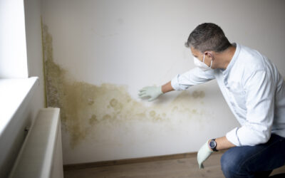 5 Things You Should Know About Mold In Your Home