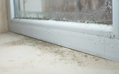 What You Should Know About Toxic Black Mold?