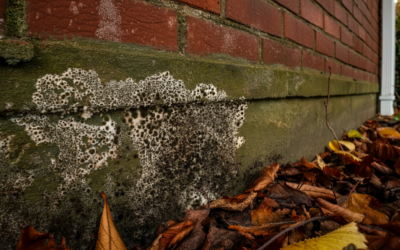 What Should You Know About Outdoor Mold in the Fall? And May Cause Water Damage to Your Property.